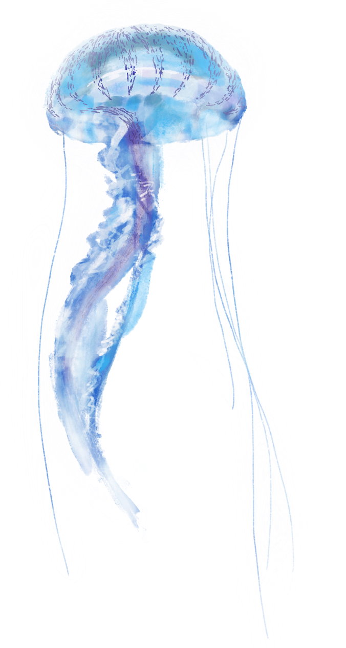 méduse bleue